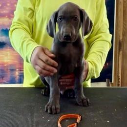 Frank - Blue male Weimaraner puppy in Aitkin, Minnesota from Whispering’s GunDogs