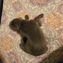 Blue girl - Blue and rust female Doberman Pinscher puppy in New River, Arizona from Desert Mountain Dobermans