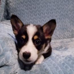 American Corgi and Pembroke Welsh Corgi Puppies from Whimsical Treasure Corgis
