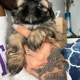 Shih Tzu Puppies from Shihtzus.Sc
