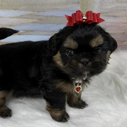 Shih Tzus from Lisa Bandy Shih Tzu
