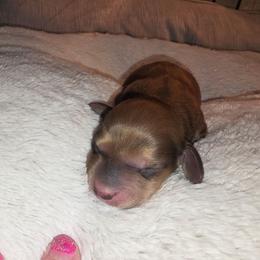 Shaded red cream 1 - Red male Dachshund puppy in West Plains, Missouri from Spring Creek Dachshunds