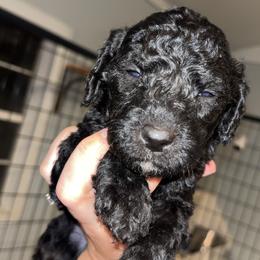 Slinky Dog - Black male Sheepadoodle puppy in Lumberton, Mississippi from Doris’ Darlin Doxies & Doodles