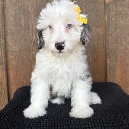 Pearl - Blue merle female Aussiedoodle puppy in Eastland, Texas from H5 Mini Doodles