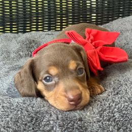 Boy 2 - Chocolate and tan male Dachshund puppy in Choccolocco, Alabama from Ace’s Doxies