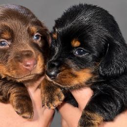 Dachshund puppies from Cantrell’s Dachshund Den