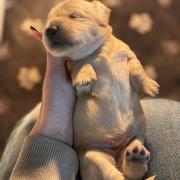 Apple pie - Cream female Dachshund puppy in Ava, Missouri from Beaver Creek Kennels