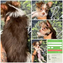 Koda - Tan male Yorkshire Terrier puppy in Cleveland, Tennessee from Moody’s Morkies and More