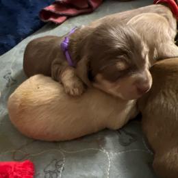 Luna  (Purple collar) of Greta Lo - Chocolate and cream female Dachshund puppy in Vancouver, Washington from GretaLo Dachshunds