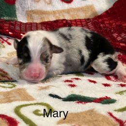 Mary - Black tri-color female Australian Shepherd puppy in Howardsville, Virginia from Spectacular Aussies and Cavaliers
