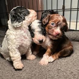 Princess Diana - Brown and white female Cockapoo puppy in Griffin, Georgia from Rawls Lovely Little Tots