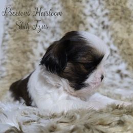 Boy 2 - Gold and white male Shih Tzu puppy in Enid, Oklahoma from Precious Heirloom Shih Tzus