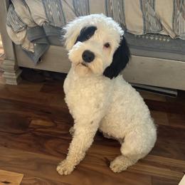 Toby - Portuguese Water Dog