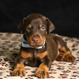 Cannon - Red and rust male Doberman Pinscher puppy in Overton, Texas from Obsidian Kennel