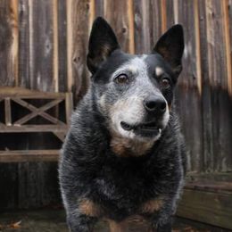 Australian Cattle Dogs and Australian Kelpies from Cedar Rock Heelers and Kelpies