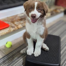 Boy 3 - Red Australian Shepherd puppy in Cape Coral, Florida from Carrotwood Kennel Australian Shepherds