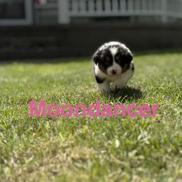 Border Collie Puppies from 4Ransom Ranch