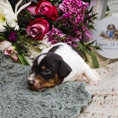 Thumper - Piebald male Dachshund puppy in Tifton, Georgia from Conger's Lil Smokies