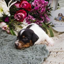 Thumper - Piebald male Dachshund puppy in Tifton, Georgia from Conger's Lil Smokies