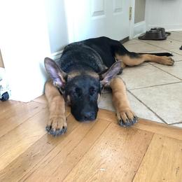 German Shepherd Puppies from Badenheath German Shepherds