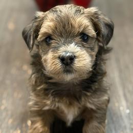 Bennie - Fawn male Havanese puppy in Lancaster, South Carolina from 3 Bs Havanese-PUPPIES with  PURPOSE