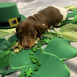 Blueberry Pie - Piebald male Dachshund puppy in Bremen, Georgia from Jones Royal Kennels