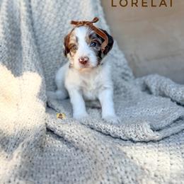 Lorelai - Chocolate female Goldendoodle puppy in Dallas County, Texas from Dream A Little Doodle