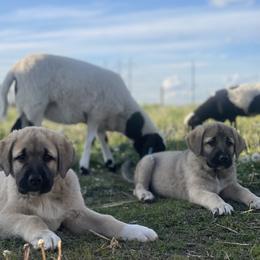 Anatolian Shepherd Dog Puppies from Wild Rooster Family Farm – AKC Anatolian Shepherd Breeder, OFA Health Tested