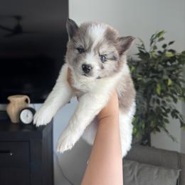 Koda - Gray and white male Pomsky puppy in Goodyear, Arizona from Velvet Pomskies