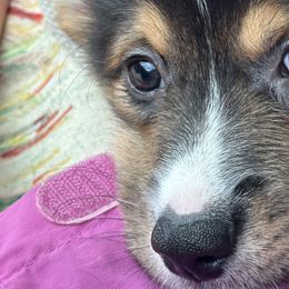 Pembroke Welsh Corgis from Low Rider Corgis Co