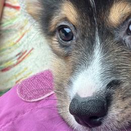 Pembroke Welsh Corgis from Low Rider Corgis Co