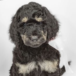 Poodle Puppies from DoodleHaven