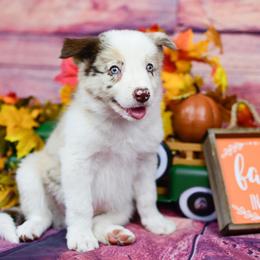 Border Collie and Maremma Sheepdog Puppies from 2J 2K Border Collies