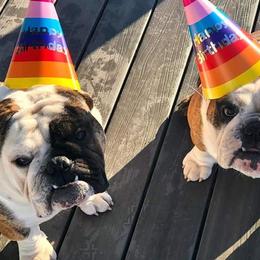 Bulldogs from Dealan De Bulldogs