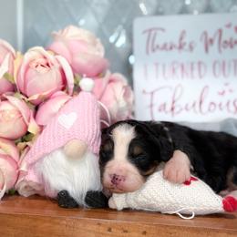 Max - Tri-color female Bernedoodle puppy in Kilgore, Texas from Furry Tail Doodles
