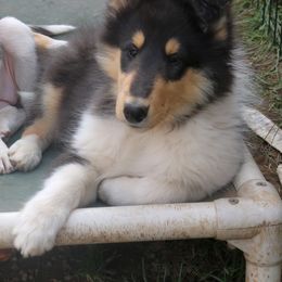 Collie Puppies from Thorndale Collies