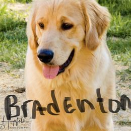 Golden Retriever All Grown Up from Nelsons Goldens