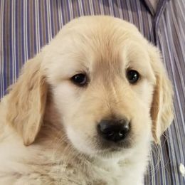French Bulldog, Goldendoodle, and Golden Retriever Puppies from Crystal Coast Kennels, LLC