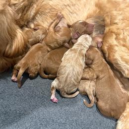 Independence aka Indy - Apricot female Goldendoodle puppy in Modesto, California from Central Valley Canine Companions
