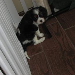 Male 3 - Tri-color male Cavalier King Charles Spaniel puppy in Harvard, Illinois from Lori's Cavalier King Charles Spaniels & Dachshunds