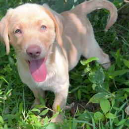 Sage - Yellow female Labrador Retriever puppy in Archer Lodge, North Carolina from Archer Lodge Labradors