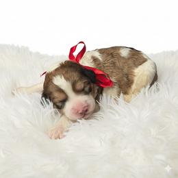 Ace - Parti male Springerdoodle puppy in Fargo, North Dakota from Dakota SpringerDoodles