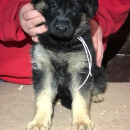 German Shepherd Puppies from Peakes Brook Shepherds