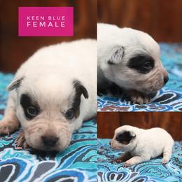 Keen - Blue speckled female Australian Cattle Dog puppy in Gatlinburg, Tennessee from Greenbrier
