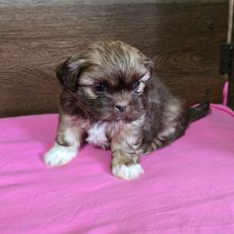 Girl 2 - Liver female Shih Tzu puppy in Meadows Of Dan, Virginia from Walt’s Shih Tzus
