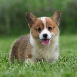 Red Female 3 - Red female Pembroke Welsh Corgi puppy in Kansas City, Missouri from Willow Creek Corgis