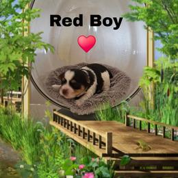 Red boy - Parti male Yorkshire Terrier puppy in Inverness, Florida from Luvayorkie&more
