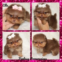 Ella - Chocolate and tan female Pomeranian puppy in Anna, Texas from Fantasy Pomeranians & Fantasy Aussies