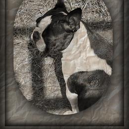 Sunkist - Boston Terrier