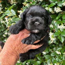 Holly - Black female Miniature Schnauzer puppy in Sylvania, Georgia from Southern Sky Miniature Schnauzers